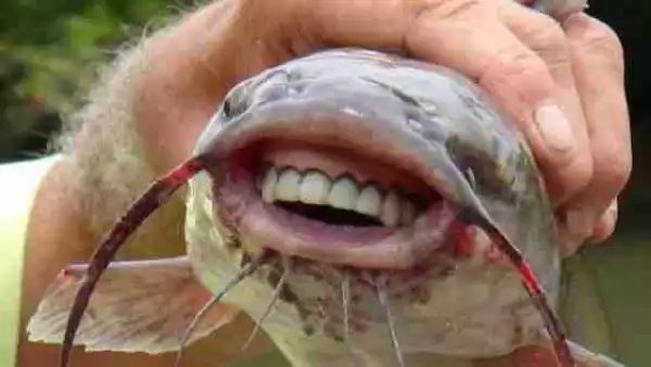 Unbelievable!! Catfish With Human Teeth Caught In Australia (See Shocking Photos)